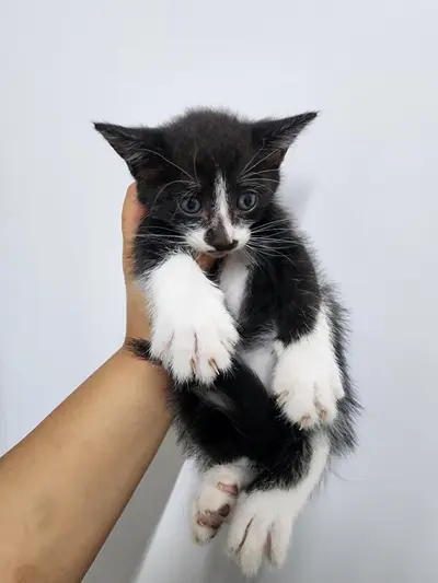 한국 고양이 사진