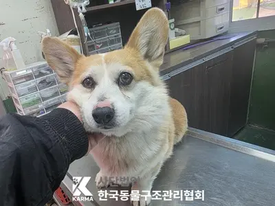 웰시 코기 펨브로크 사진
