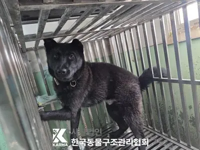 믹스견 사진