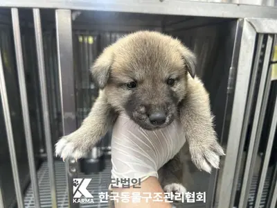 믹스견 사진