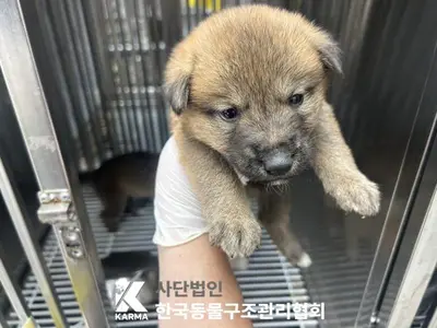 믹스견 사진