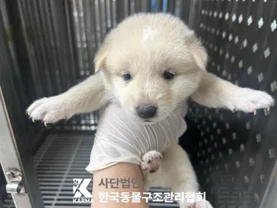 믹스견 사진