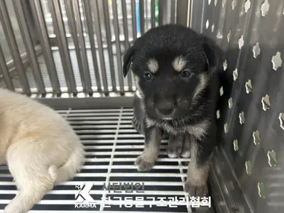 믹스견 사진