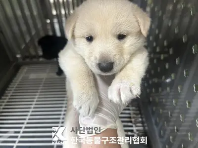 믹스견 사진