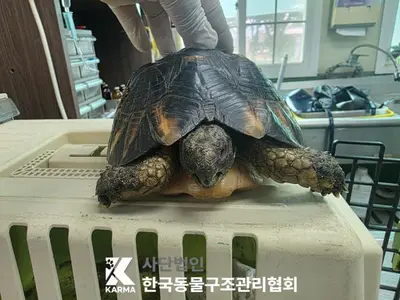 기타축종 사진