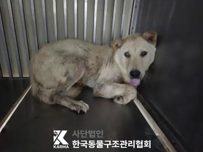 믹스견 사진