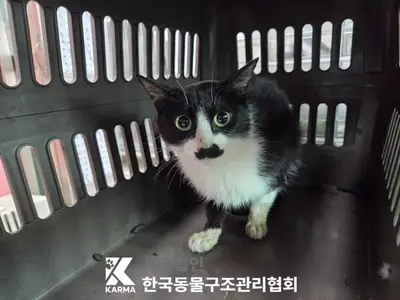 한국 고양이 사진