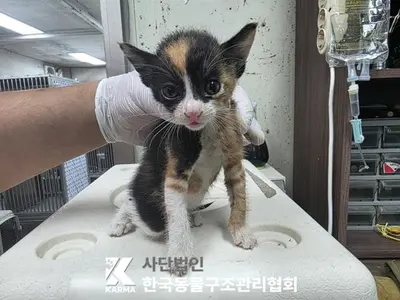 한국 고양이 사진