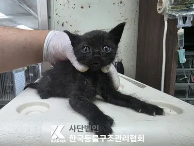 한국 고양이 사진