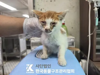 한국 고양이 사진