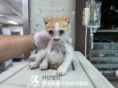 한국 고양이 사진