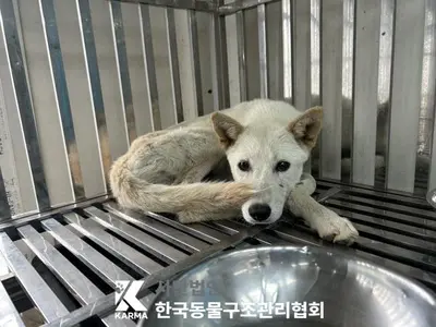 믹스견 사진