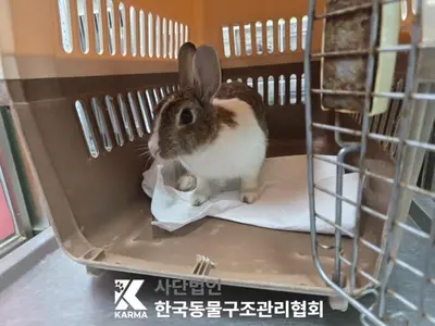 기타축종 사진