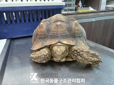 기타축종 사진