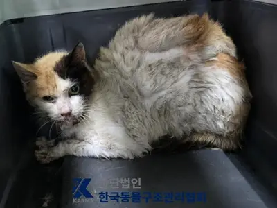 한국 고양이 사진