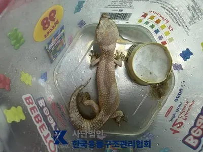 기타축종 사진
