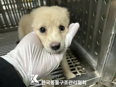 믹스견 사진