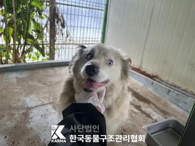 보더 콜리 사진