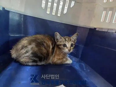 한국 고양이 사진