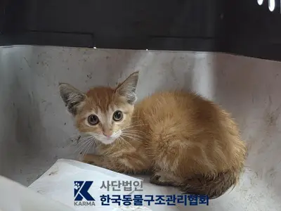 한국 고양이 사진