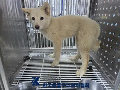 믹스견 사진