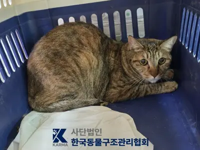 한국 고양이 사진
