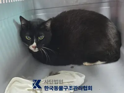 한국 고양이 사진