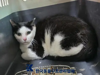 한국 고양이 사진