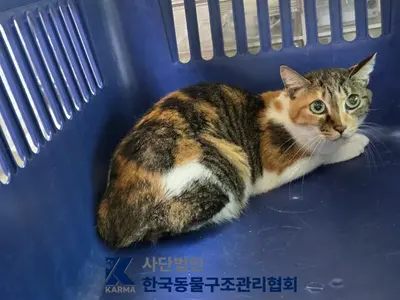 한국 고양이 사진