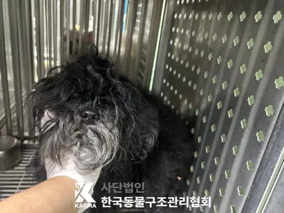 믹스견 사진