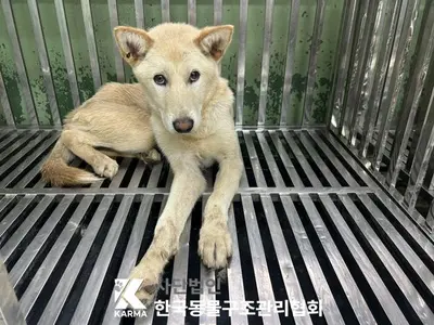 믹스견 사진