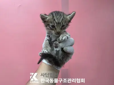 한국 고양이 사진
