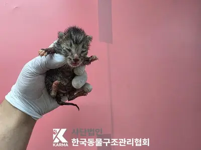 한국 고양이 사진