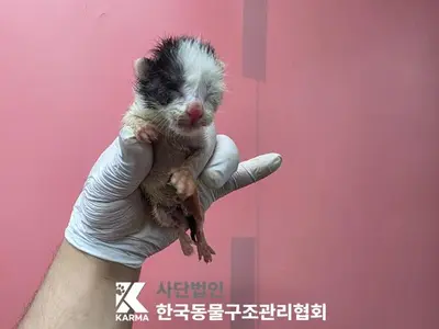 한국 고양이 사진