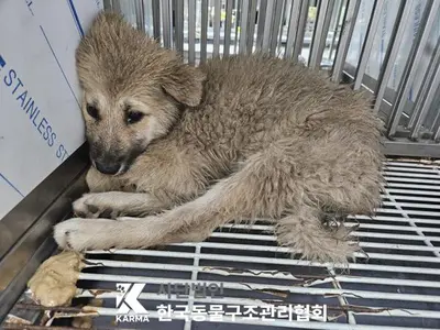믹스견 사진
