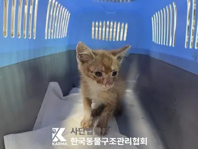 한국 고양이 사진