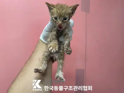 한국 고양이 사진