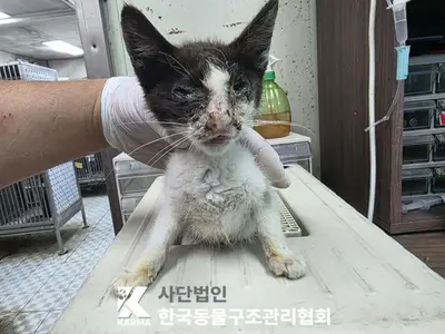한국 고양이 사진
