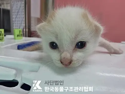 한국 고양이 사진