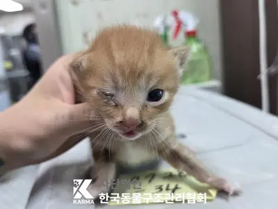 한국 고양이 사진