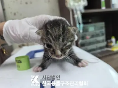 한국 고양이 사진