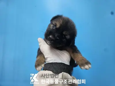 믹스견 사진