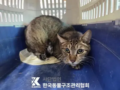 한국 고양이 사진