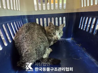한국 고양이 사진