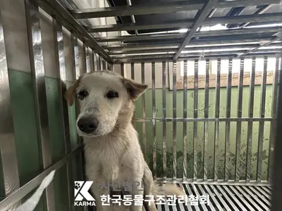 한국 고양이 사진