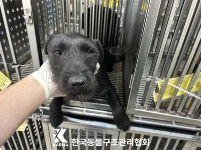 믹스견 사진