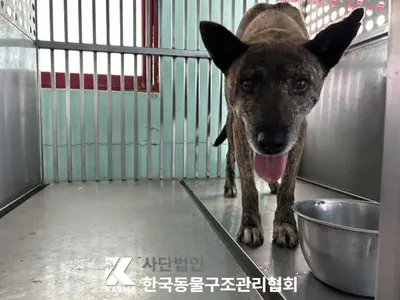 믹스견 사진