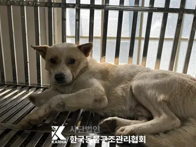 믹스견 사진