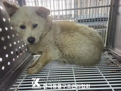 믹스견 사진