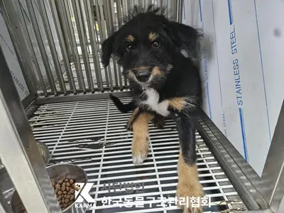믹스견 사진